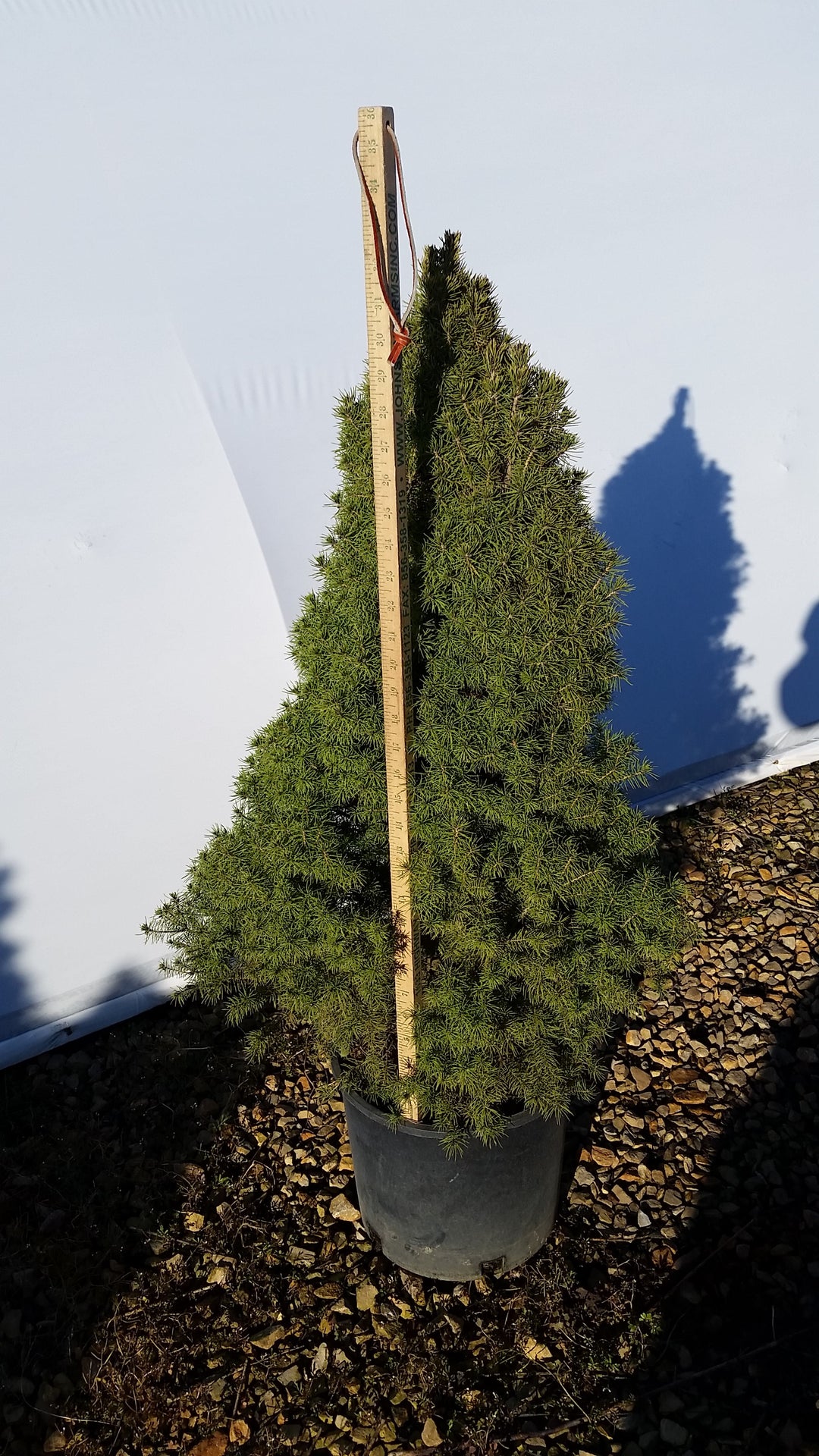 Alberta Spruce, Dwarf - Picea glauca 'Conica'