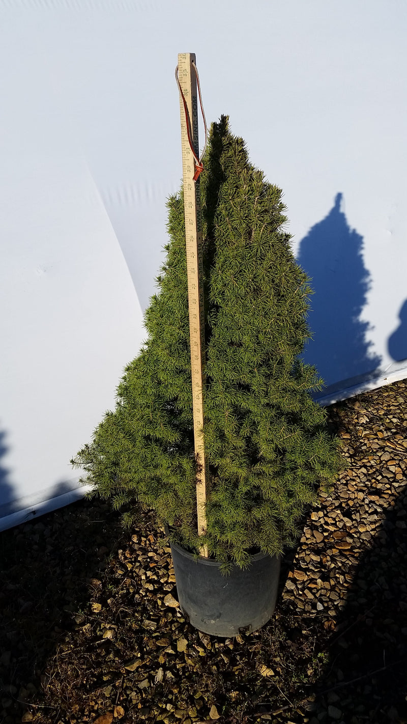 Alberta Spruce, Dwarf - Picea glauca &