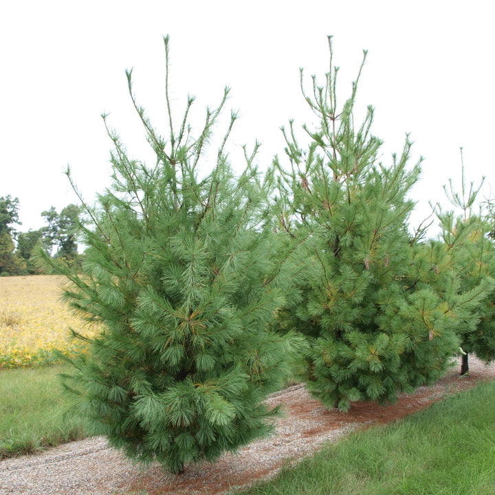 Buy Eastern White Pine Online | Privacy Evergreen | Bay Gardens