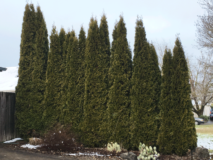 Emerald Green Arborvitae — Thuja ‘Smaragd’