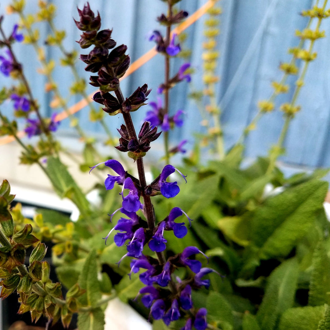 Buy Salvia x sylvestris 'May Night' Online | Shade Perennials