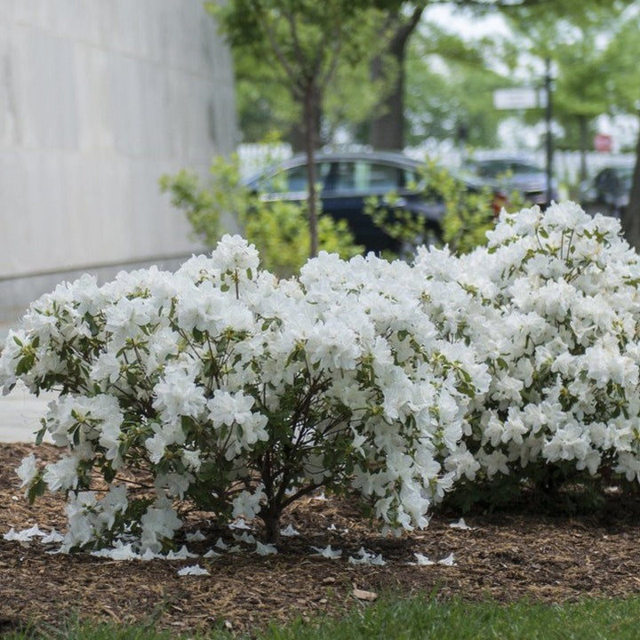 Buy Delaware Valley White Azalea Online | Flowering Shrub | Bay
