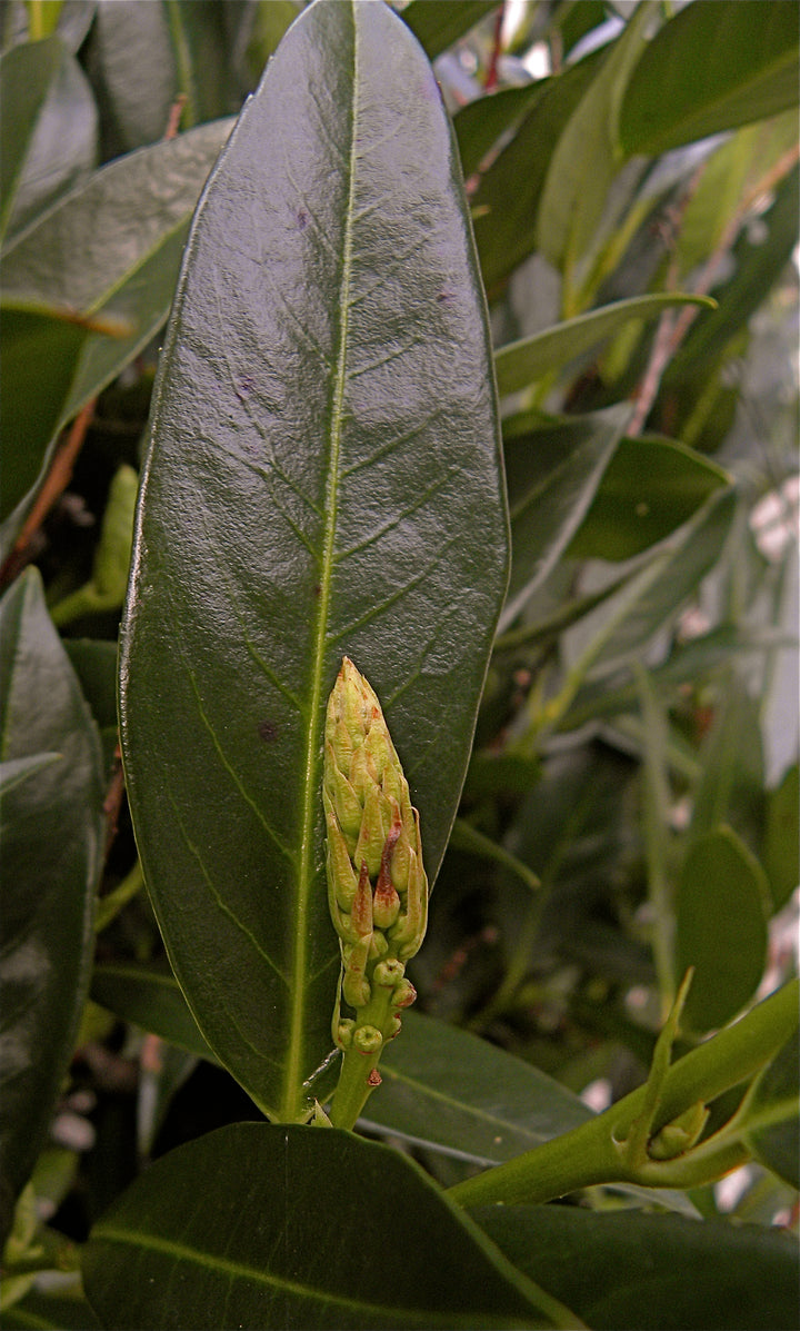 Prunus lauro. 'Otto Luyken' - Otto Luyken Cherry Laurel