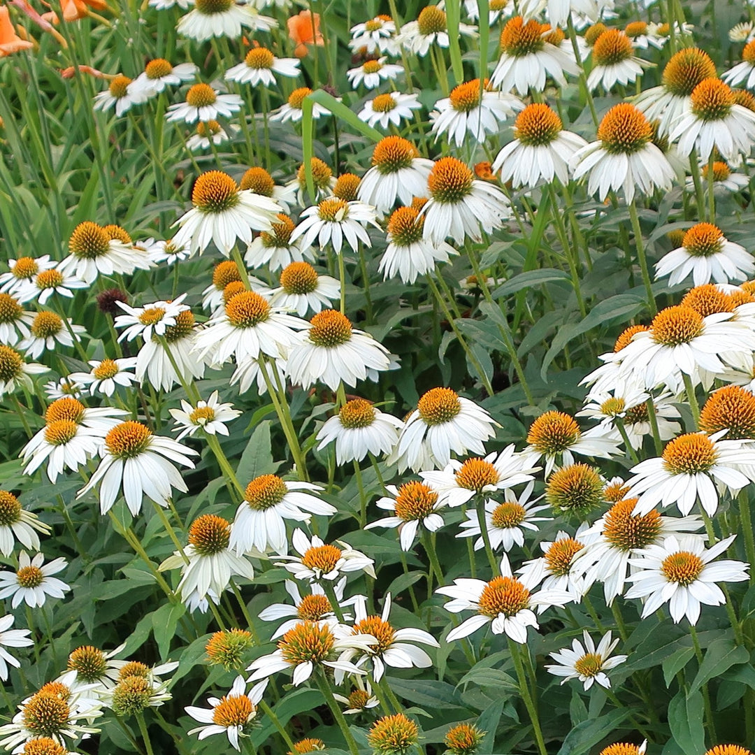 Coneflower - Echinacea purpurea 'PowWow White'