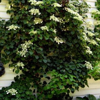 Hydrangea anomala petiolaris  'Climbing Hydrangea'