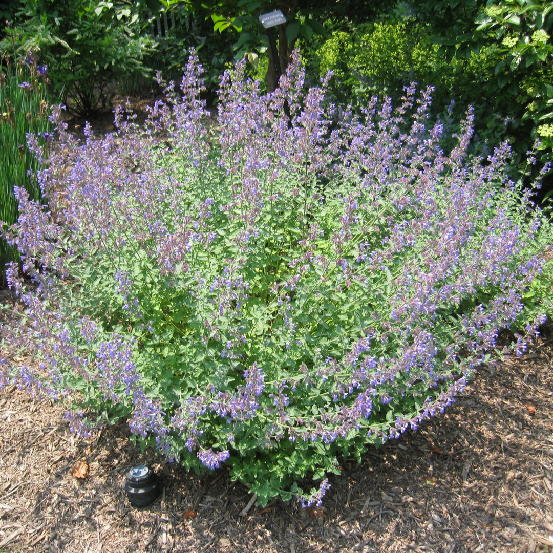 Flowering Catmint - Nepeta x faassenii 'Walkers Low'