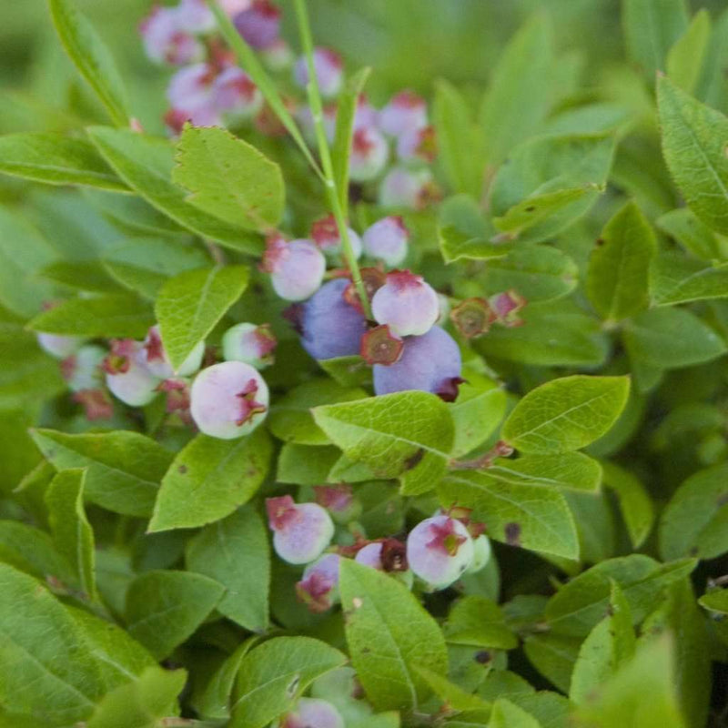 Vaccinium angustifolium