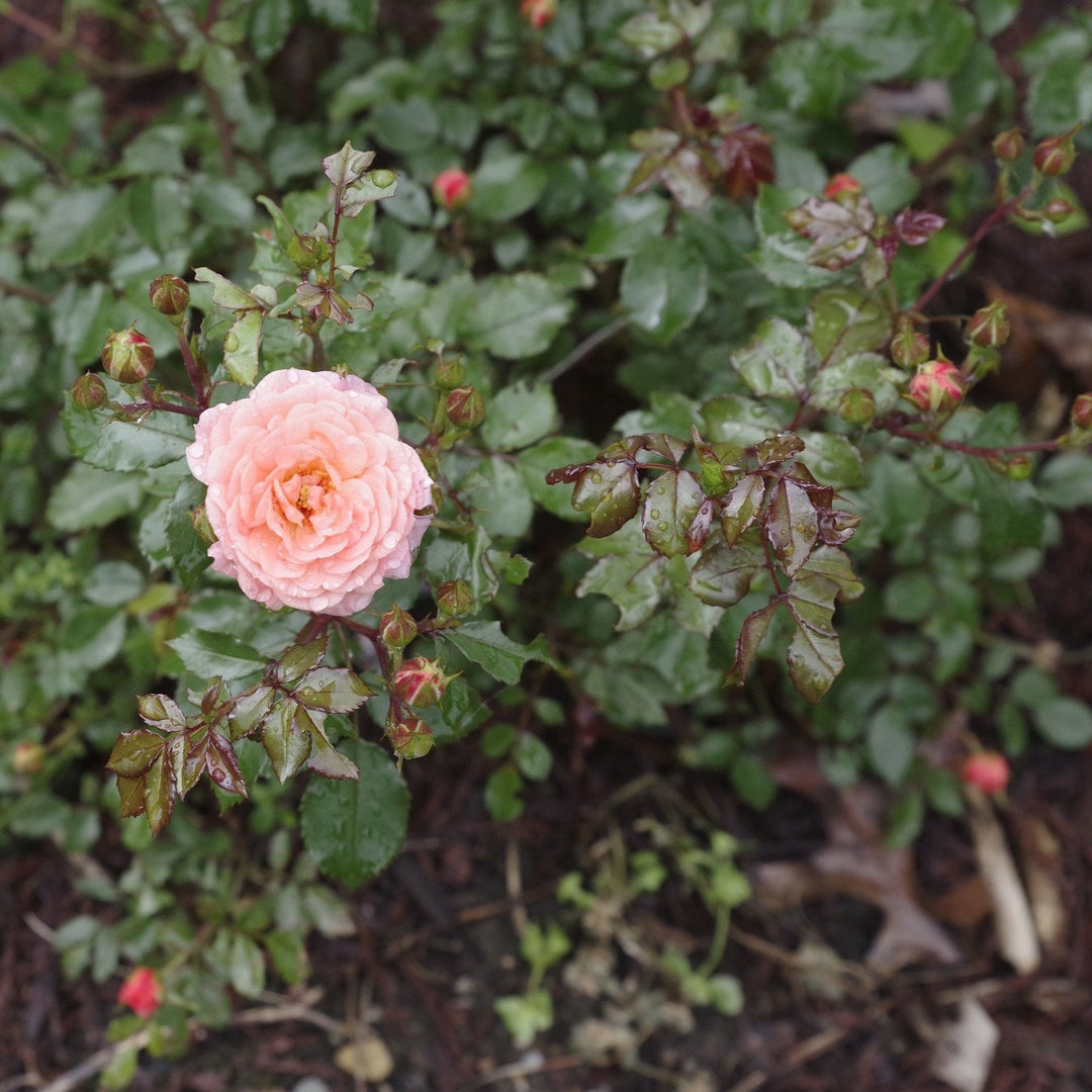 Rosa 'Drift Sweet'