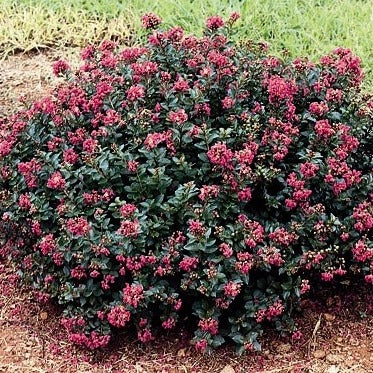 Crape Myrtle 'Pocomoke' (Pink)