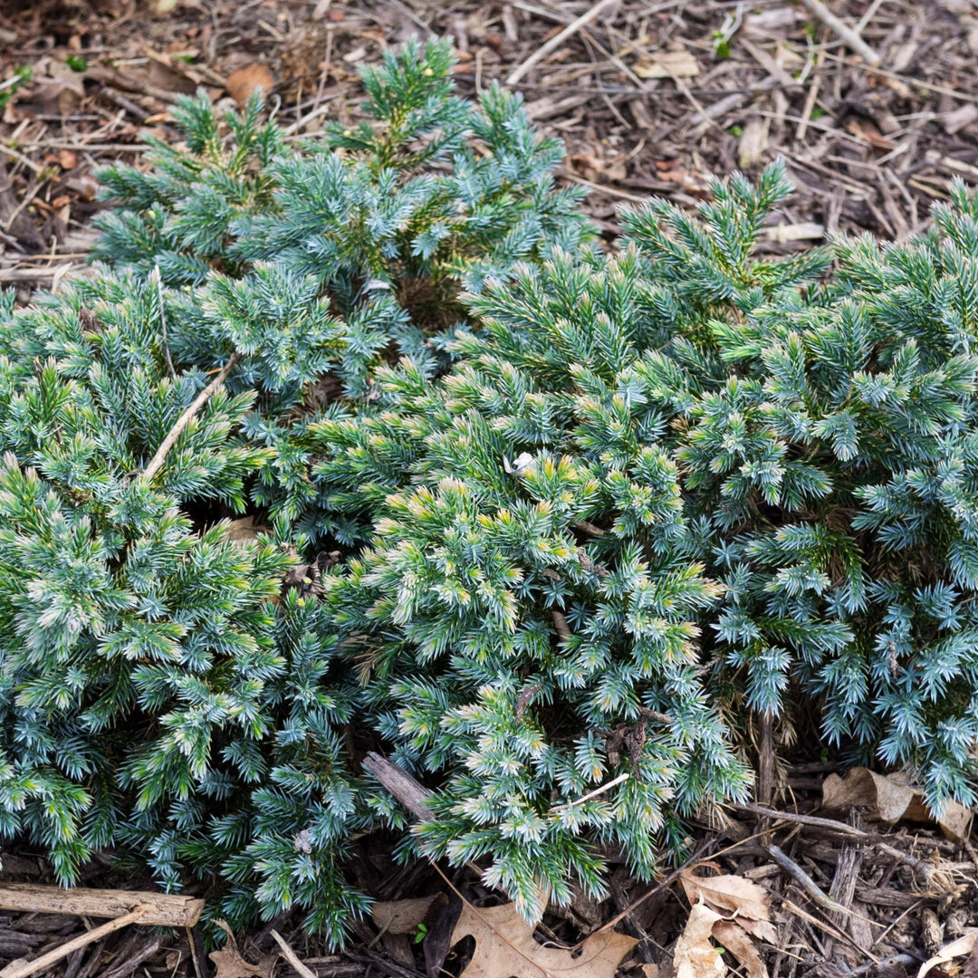 Juniper - Juniperus squamata 'Blue Star'