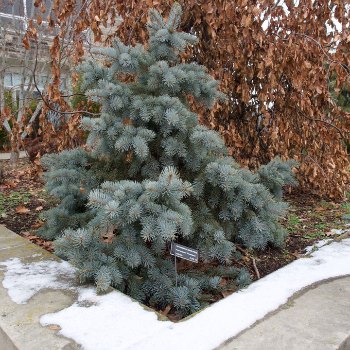 Blue Spruce - Picea pungens 'Pendula' 'Weeping Colorado'
