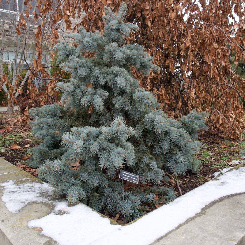 Blue Spruce - Picea pungens &