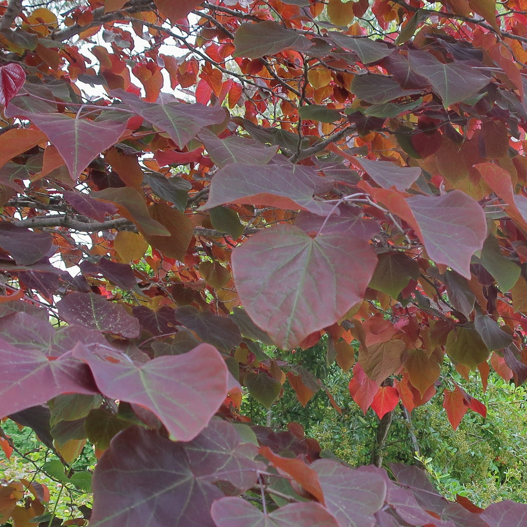 Redbud 'Forest Pansy'