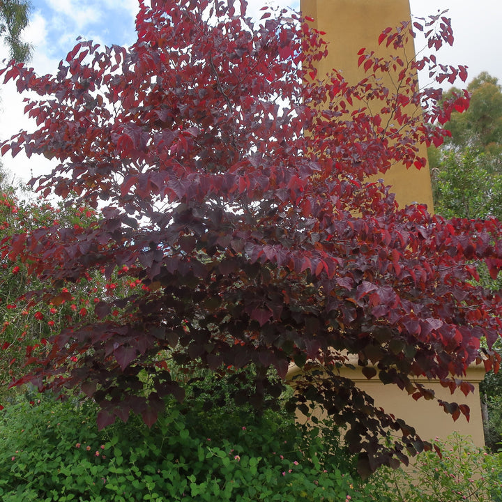 Redbud 'Forest Pansy'