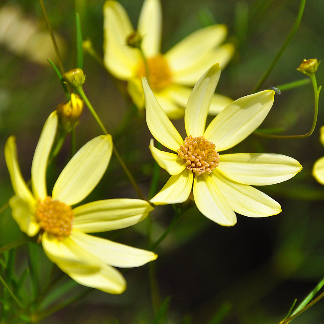 Tickseed - Coreopsis 'Moonbeam'