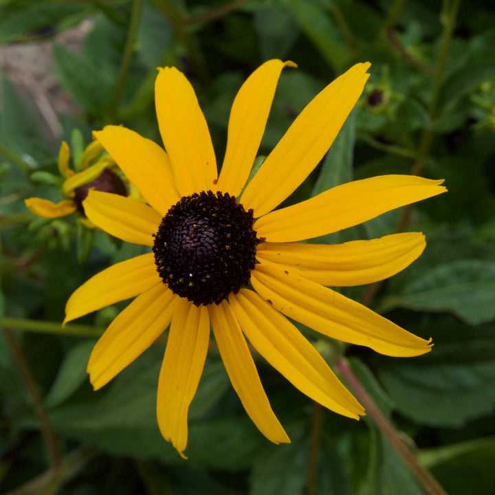 Black-eyed Susan - Rudbeckia 'Goldsturm'