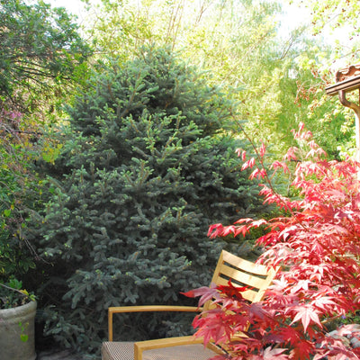 Blue Spruce - Picea pungens 'Fat Albert'