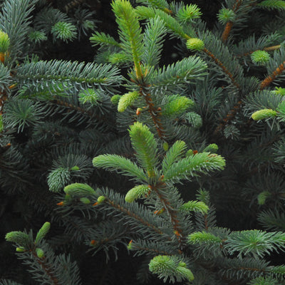 Blue Spruce - Picea pungens 'Fat Albert'