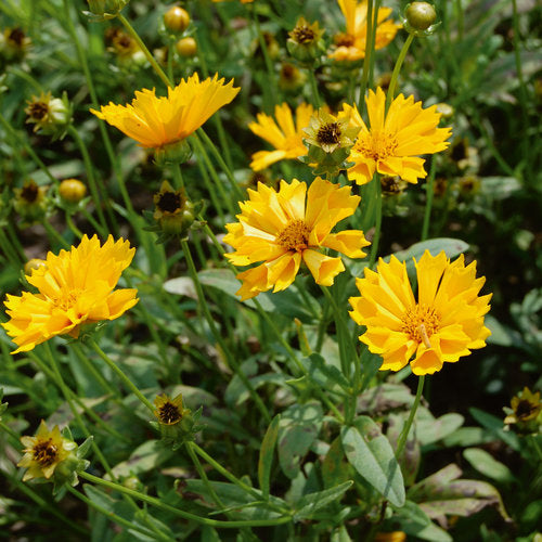 Tickseed - Coreopsis 'Jethro Tull'