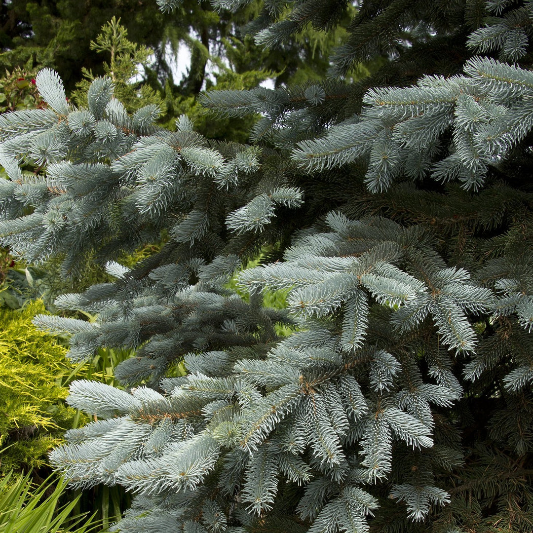 Blue Spruce - Picea pungens 'Hoopsii'
