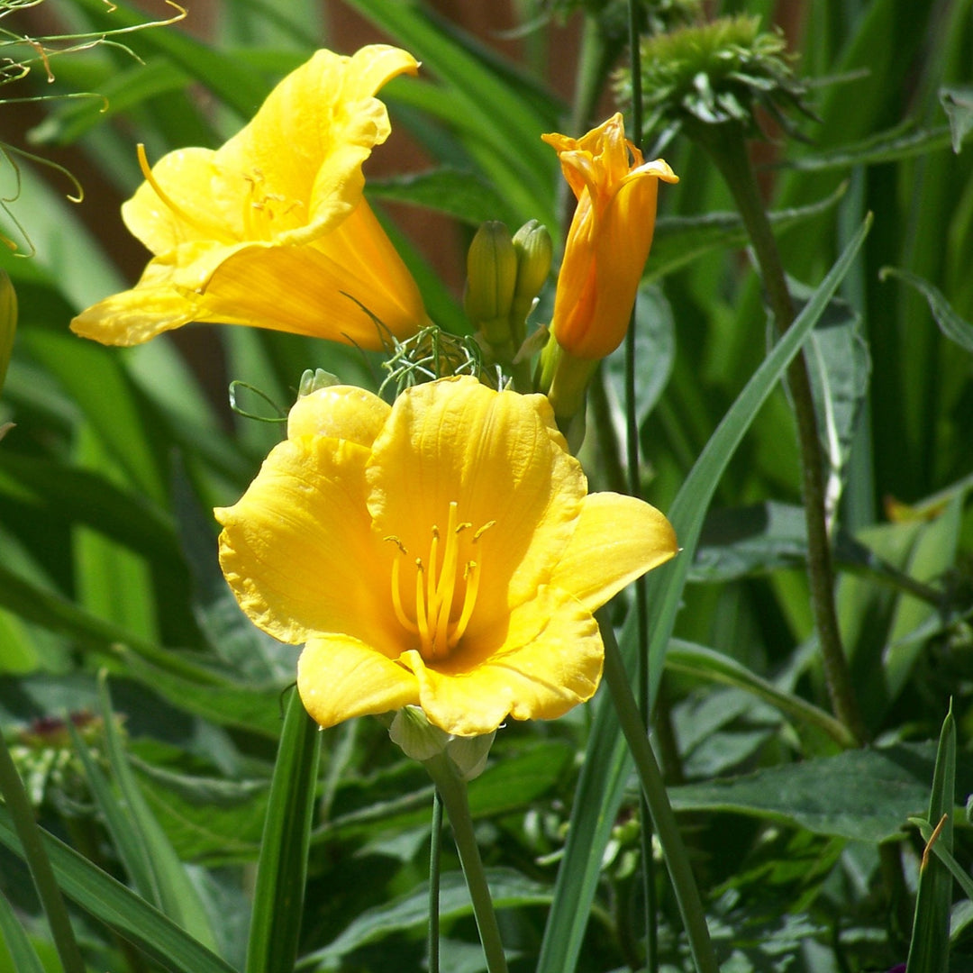 Daylily - Hemerocallis 'Stella De Oro'