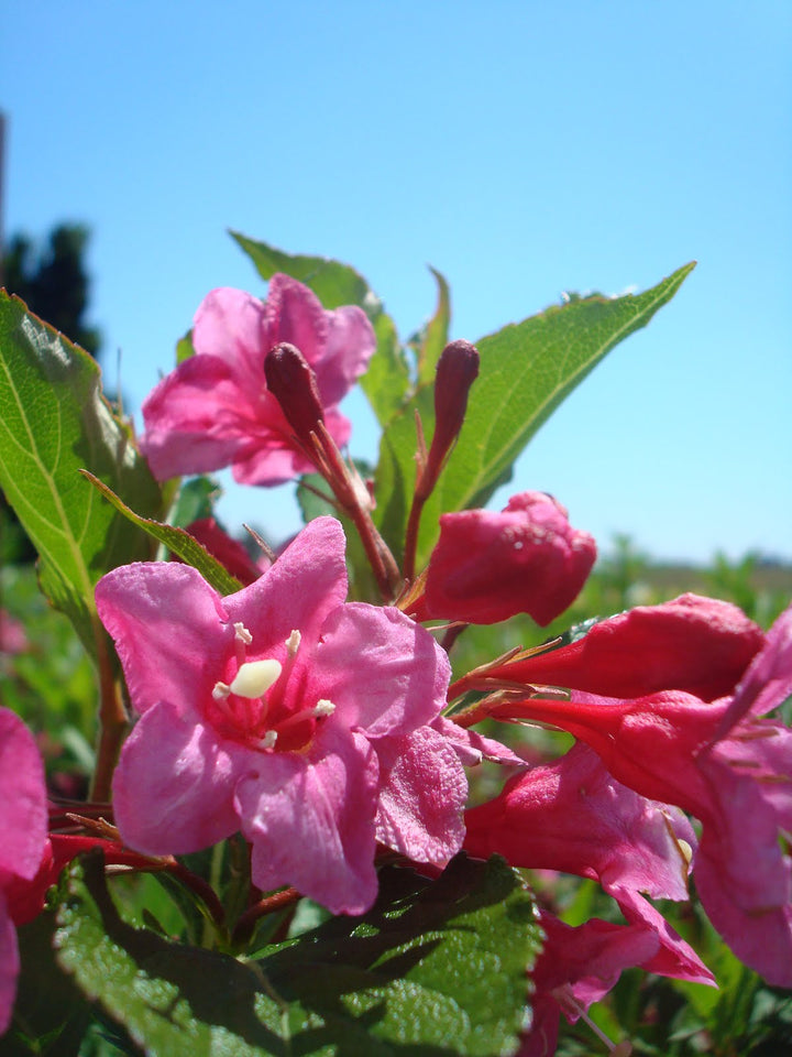 Weigela flo. Sonic Bloom® 'Pink'