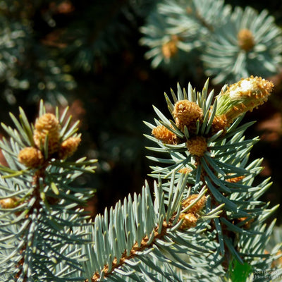 Blue Spruce - Picea pungens 'Colorado'