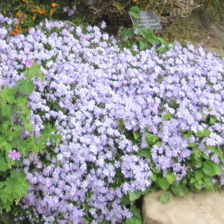 Phlox subulata 'Emerald Blue'