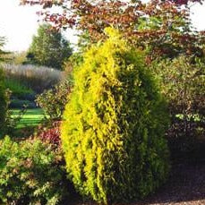 Arborvitae - Thuja 'Yellow Ribbon'