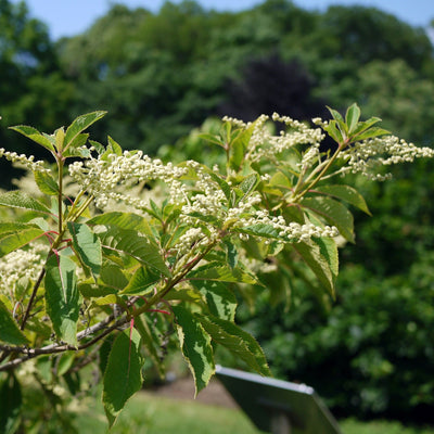 Clethra Alnifolia - Summersweet