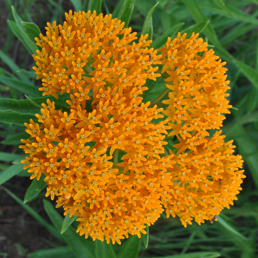 Butterfly Weed - Asclepias Tuberosa