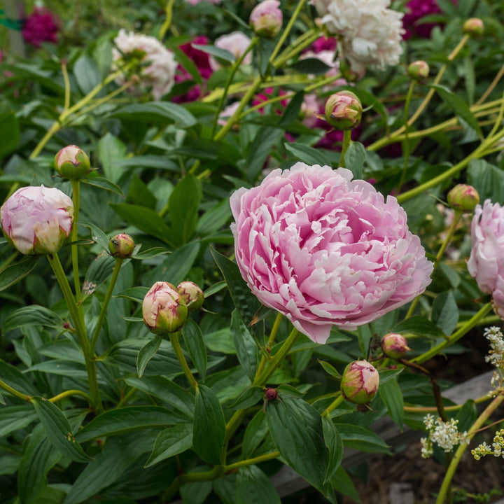 Paeonia 'Sarah Bernhardt'