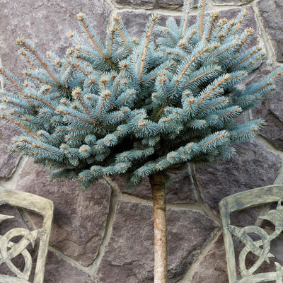 Blue Spruce, Dwarf Globe - Picea pungens 'Globosa'