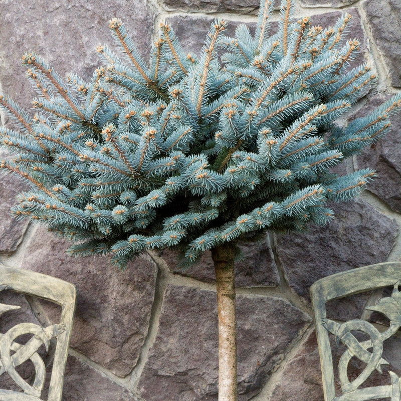 Picea pungens 'Globosa' Dwarf Globe Blue Spruce Tree Spruce, Dwarf Globe  Blue Treeform from Kankakee Nursery