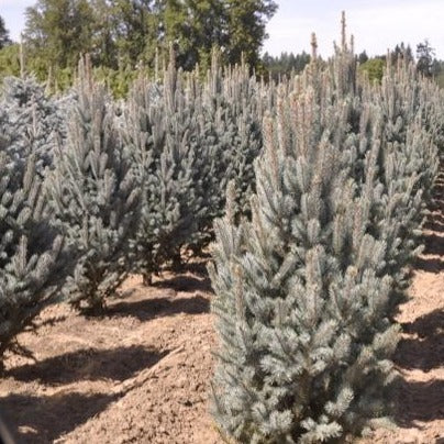 Blue Spruce - Picea pungens 'Fastigiata'