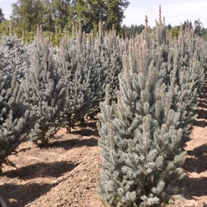 Blue Spruce - Picea pungens &