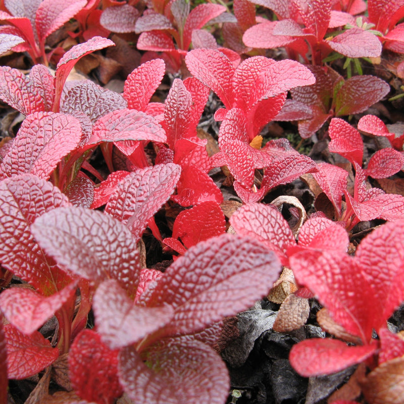 Bearberry - Arctostaphylos