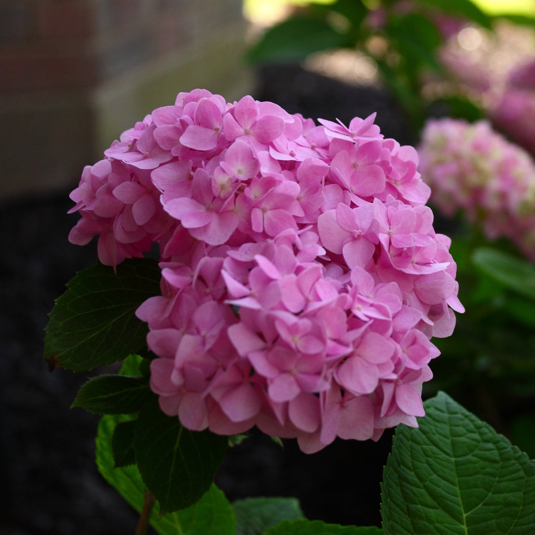 Hydrangea ES 'Endless Summer'