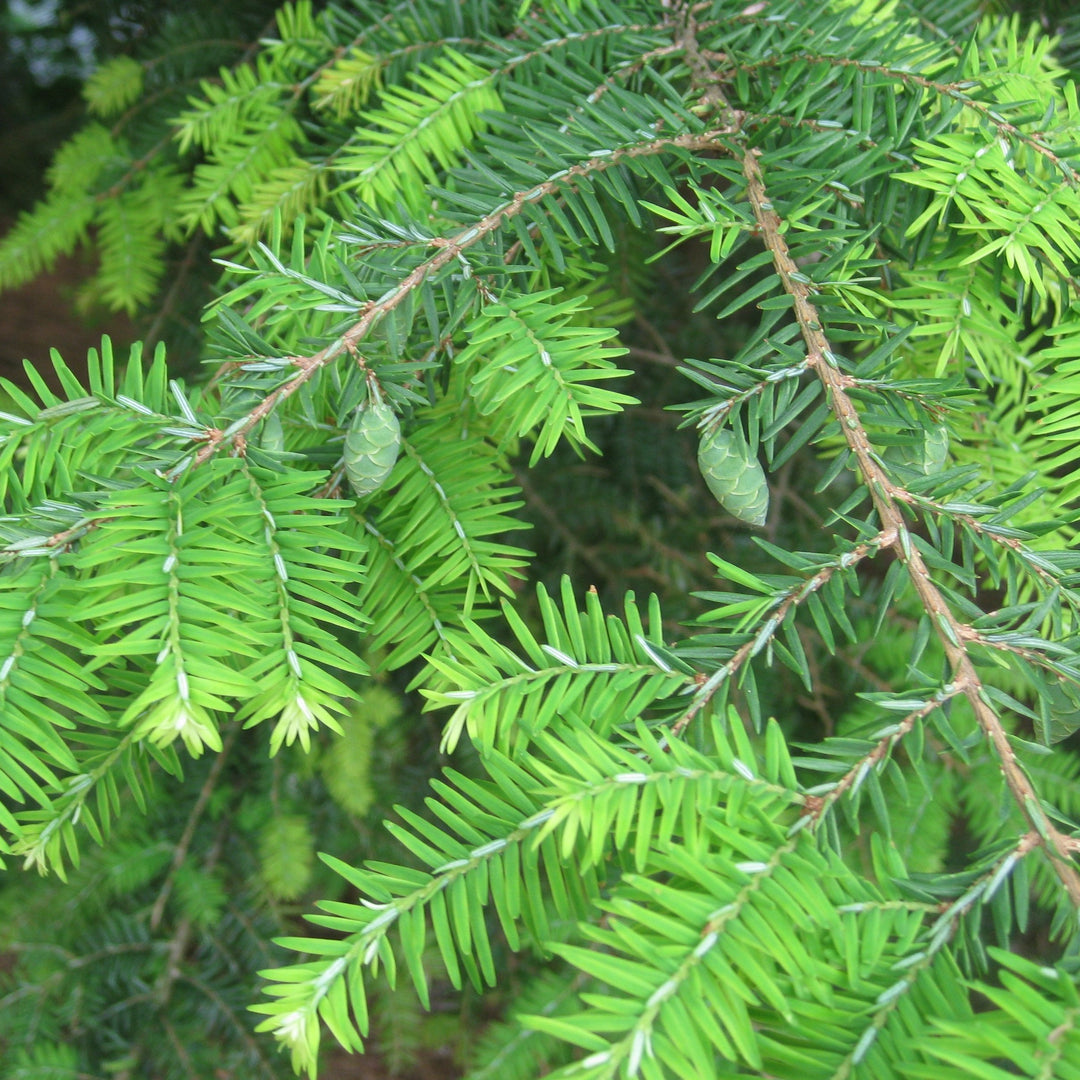 Buy Canadian Hemlock Online | Evergreen Privacy Plant for Shade