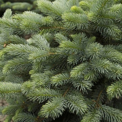Blue Spruce - Picea pungens 'Baby Blue'