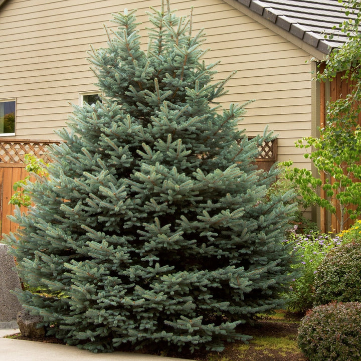 Blue Spruce - Picea pungens 'Fat Albert'