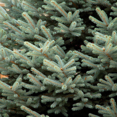 Blue Spruce - Picea pungens 'Fat Albert'