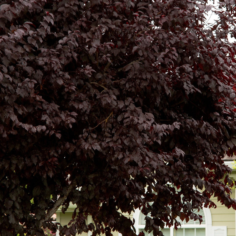 Purple Leaf Plum "Thundercloud "