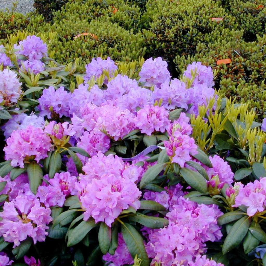 Roseum Elegans' Rhododendron