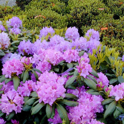 Rhododendron 'Roseum Elegans'