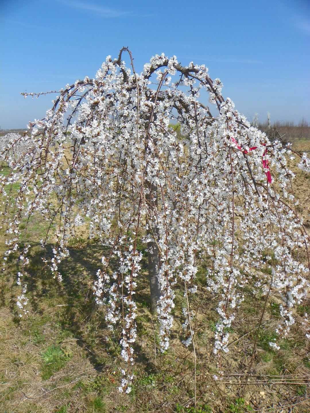 ‘Snow Fountain’ Weeping Cherry