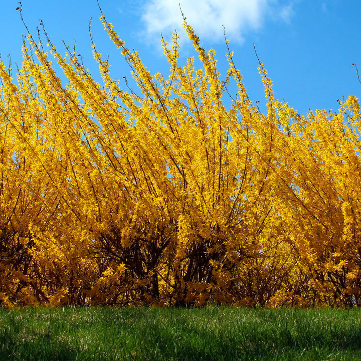 Forsythia