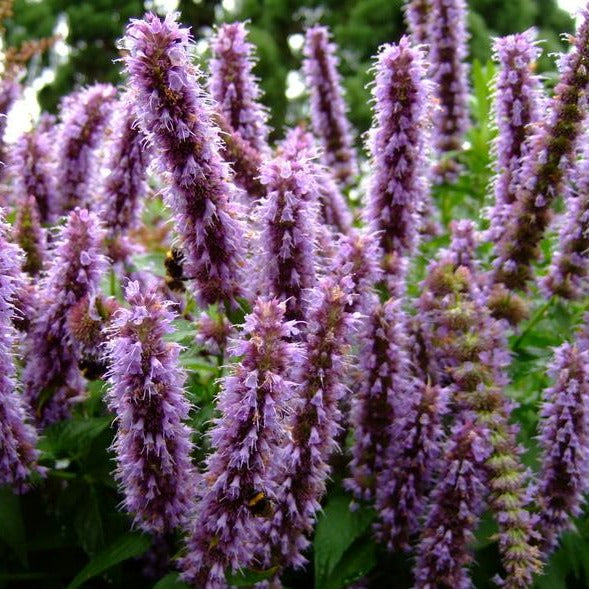 Agastache 'Blue Fortune'