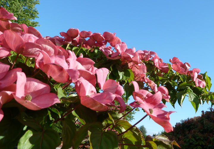 Flowering Dogwood 'Satomi'