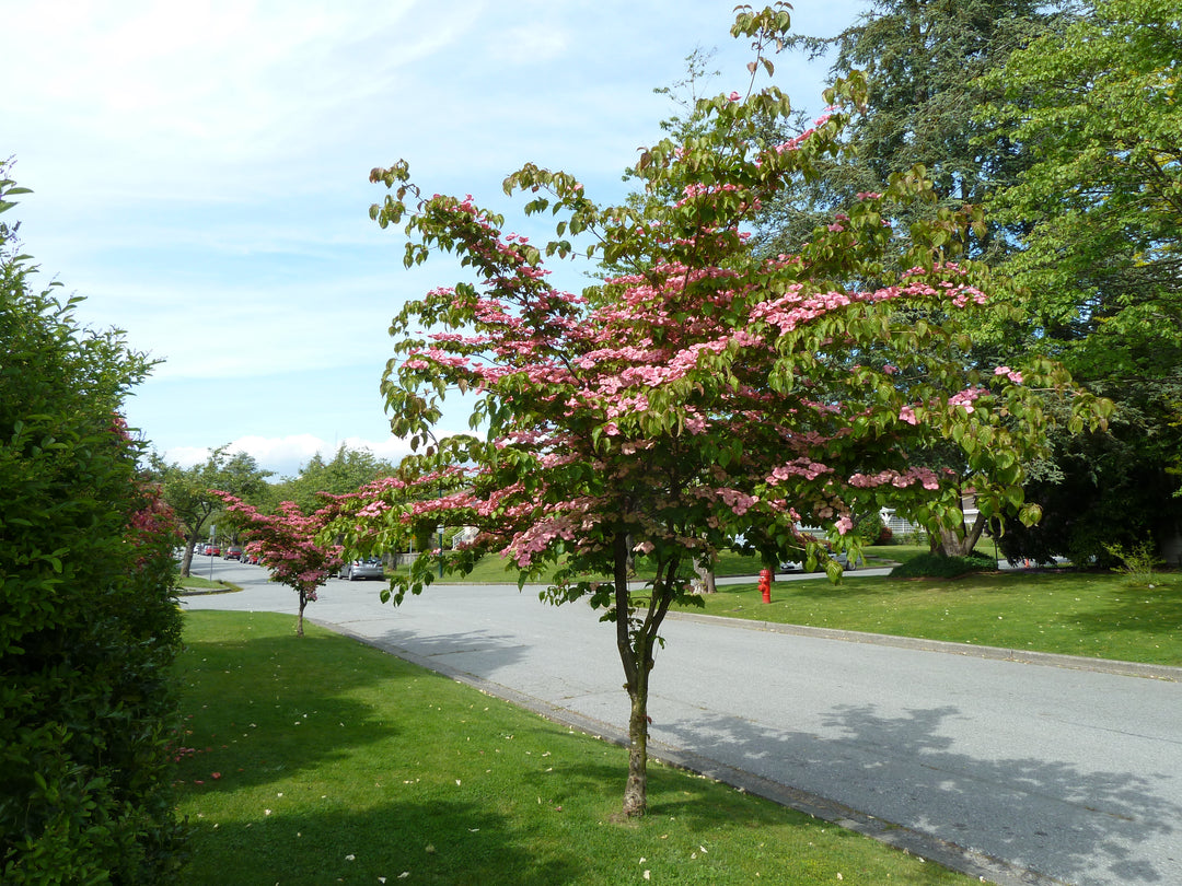 Flowering Dogwood 'Satomi'